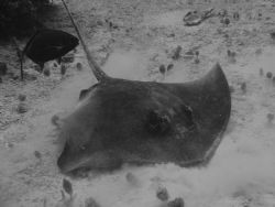 Sting ray b/w taken with Sony Cybershot 4.1MP in Grand Ba... by Kelly N. Saunders 